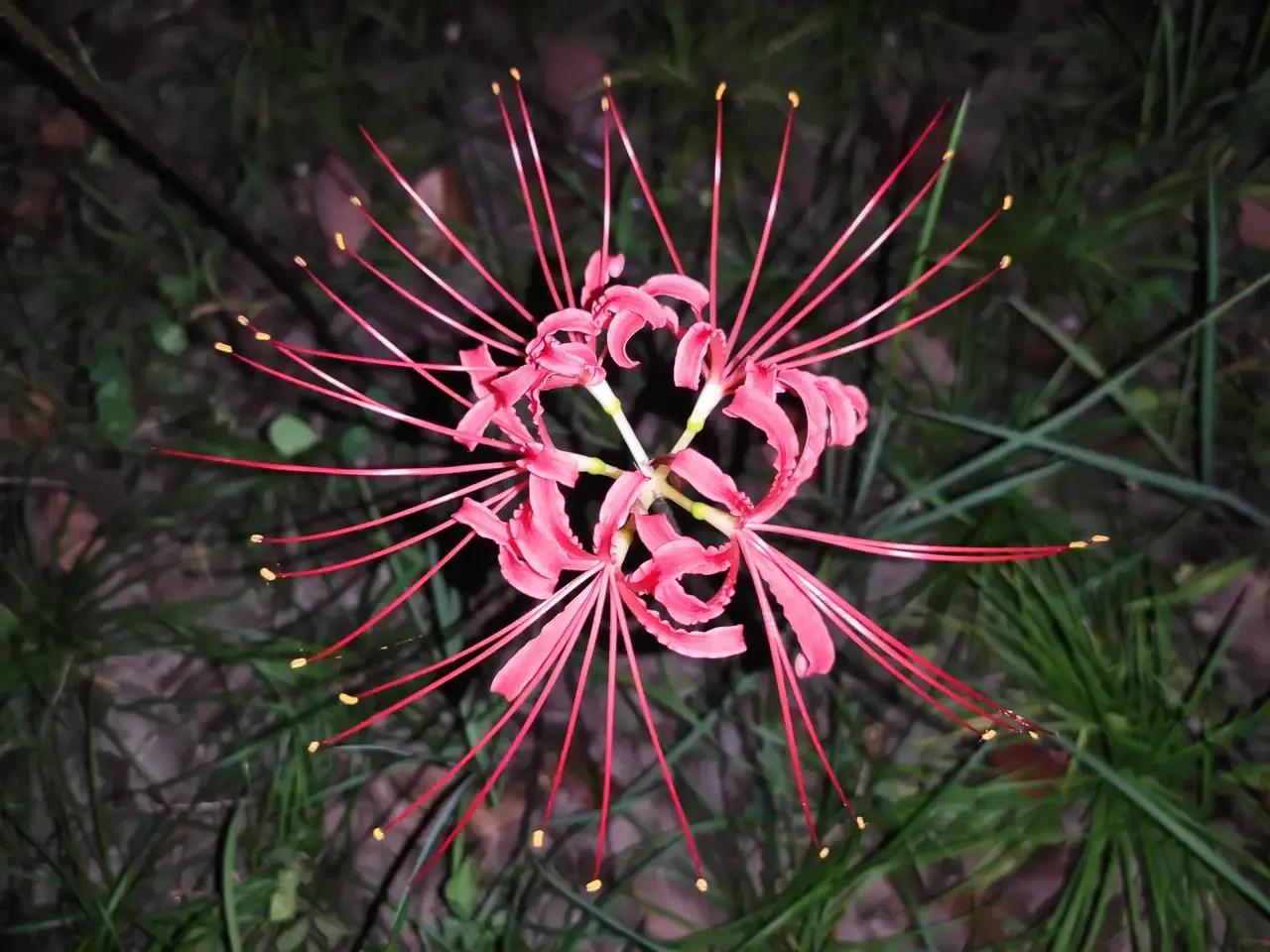 曼珠沙华有毒吗可以治吗 (曼珠沙华真的有这么多颜色吗)