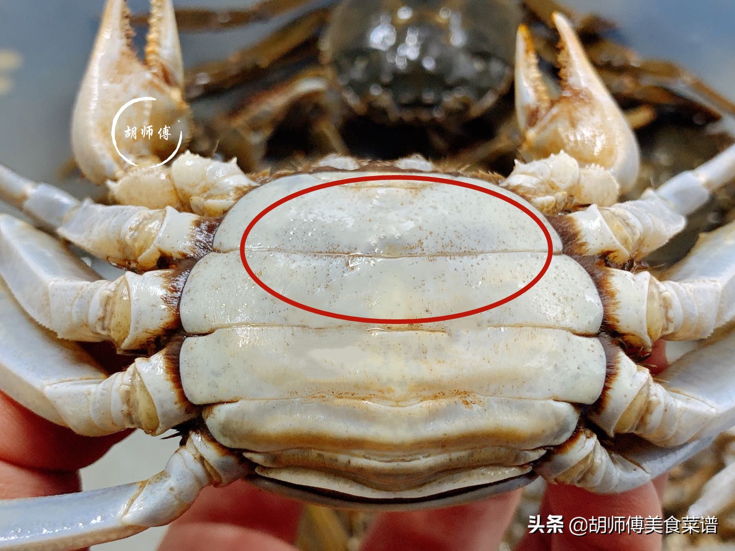 买螃蟹时怎么挑,买螃蟹挑母的还是公的