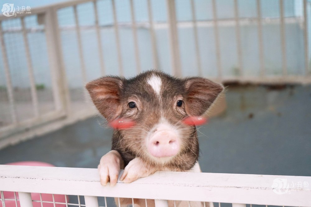儿童玩的遛娃好去处,有动物的溜娃好去处