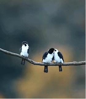 搞笑gif你以为我会乖乖地转圈吗,打着伞跳舞搞笑视频