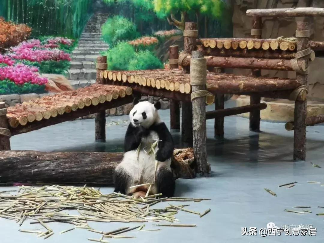 西宁熊猫馆门票可以多次进入吗,西宁熊猫馆门票多少钱