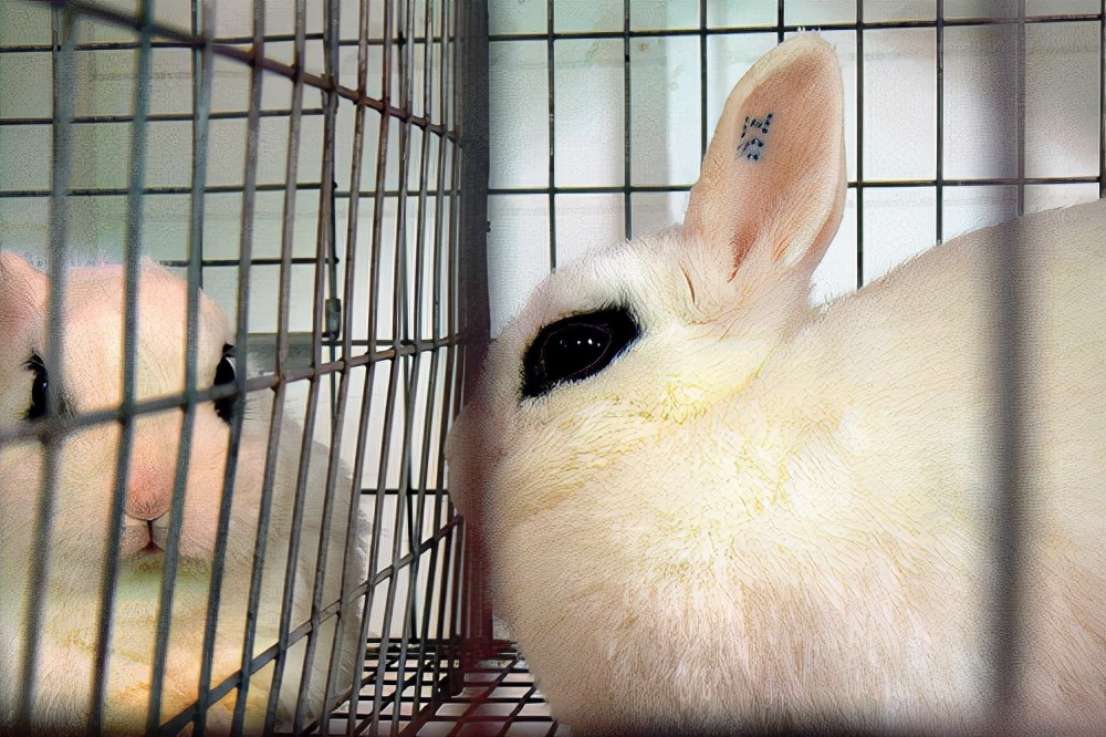 兔子身上长癣掉毛怎么治,兔子耳朵掉毛长癣用什么药