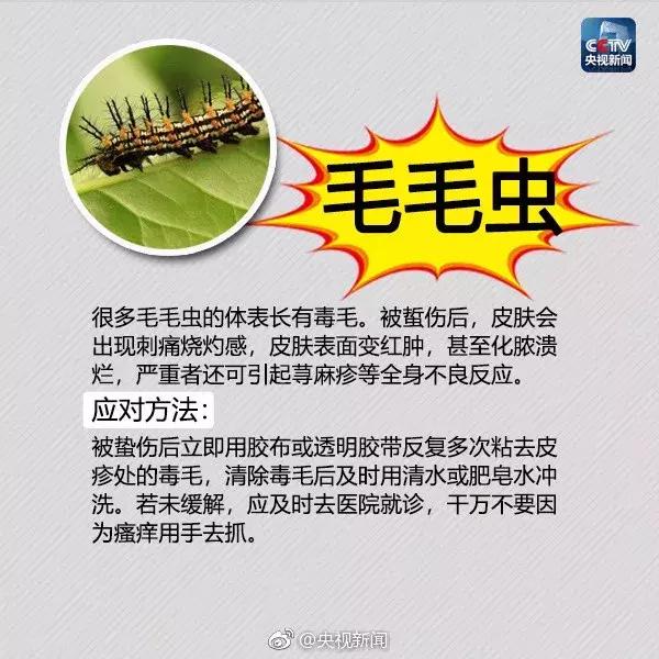 南宁邕江红火蚁,被广西红火蚁咬了怎么办