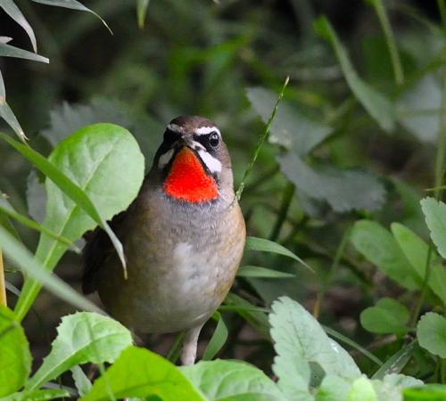为什么说靛颏鸟是鸟中君子,鸟中君子蓝靛颏