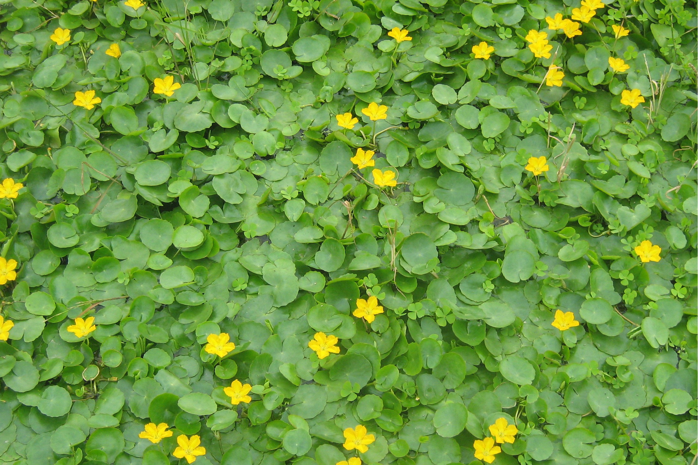 诗经里的植物荇菜的寓意是什么,诗经里的植物荇菜的寓意和象征
