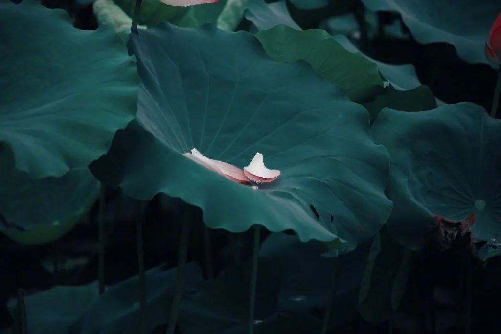 繁华过后一盏清茗也能品出百味,繁华之后静立于世