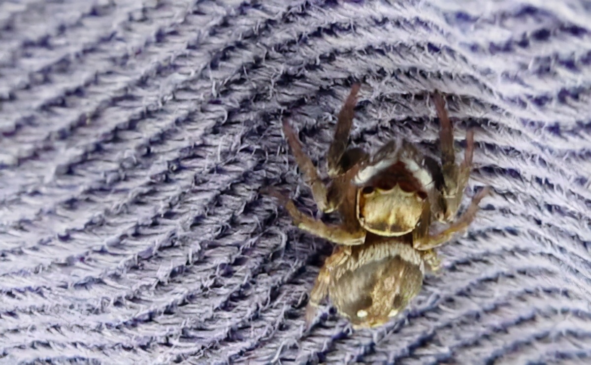 福建乡下一些常见的蜘蛛，看看有没有你认识的？