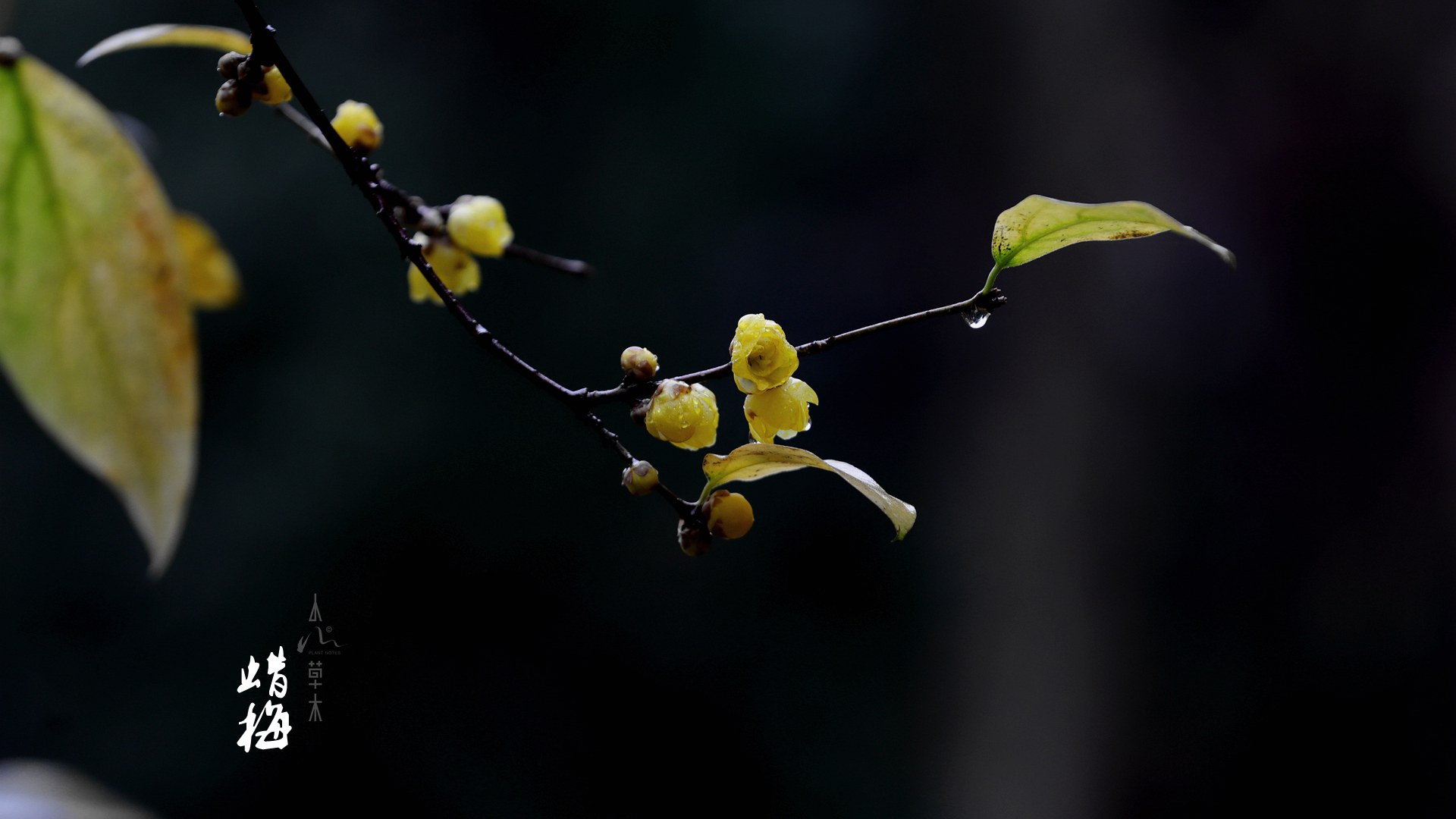 蜡梅|故人未寄岭头信，先报江南春意来