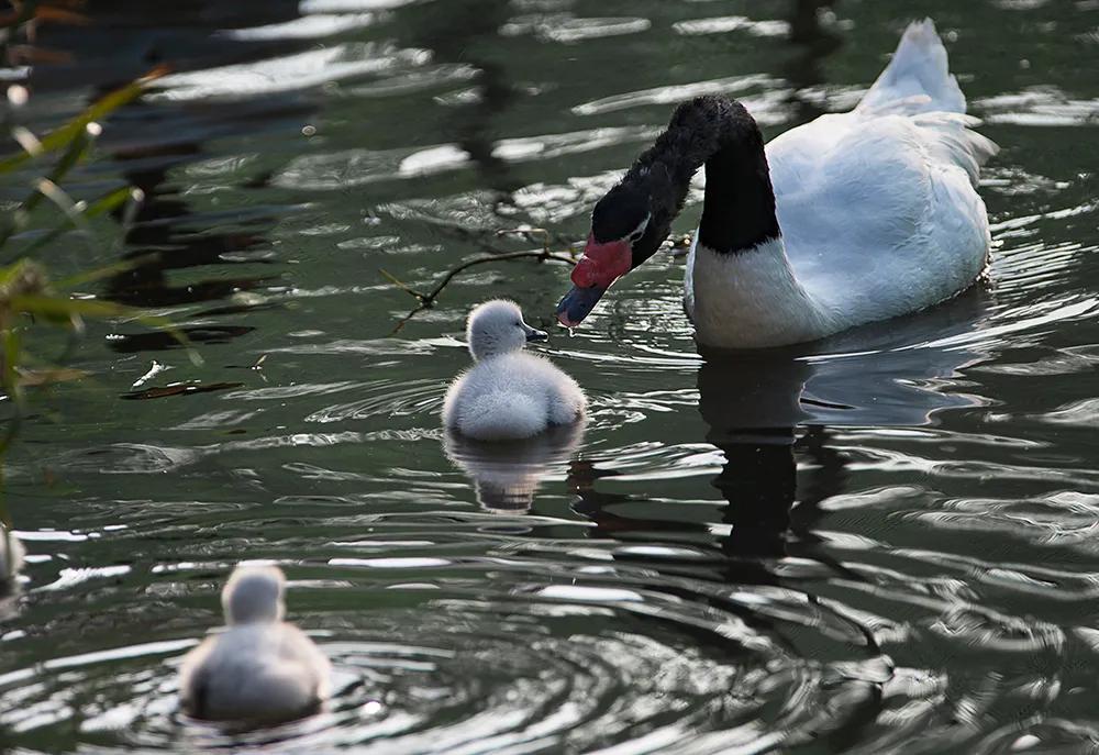 津门网司徒志文:广州动物园——黑颈天鹅
