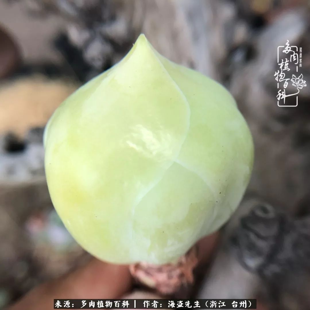 独具魅力的黄玫瑰,黄玫瑰这么美的风景惊艳到你了吗