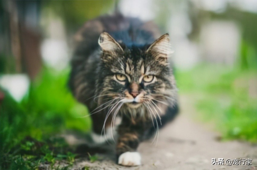 猫咪毛发干枯没光泽吃什么,改善猫咪毛发光泽和掉毛吃什么