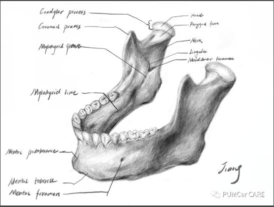 灵魂画手！协和医学生手绘器官解剖图，极具艺术美感，走红网络！