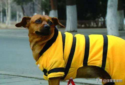 怎么给狗穿衣服不反抗,怎么做到给狗穿衣服