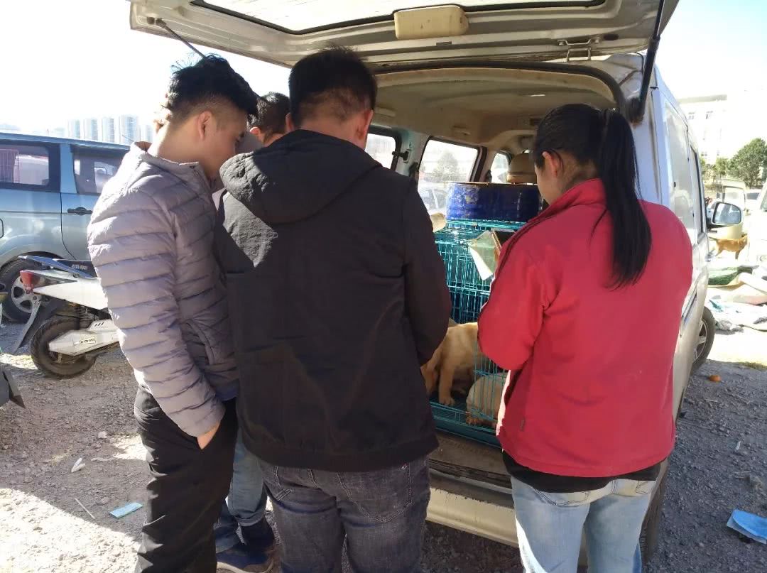 顾客开价600元收购多只，商贩却表示拉布拉多犬最少700元一只！