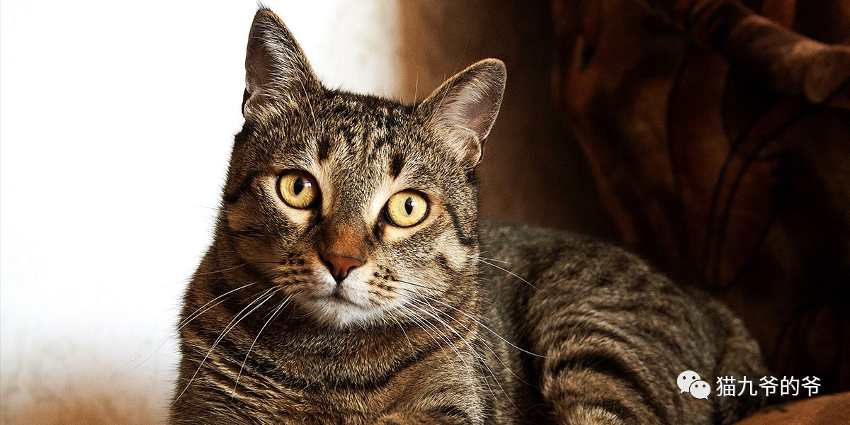 猫九爷:猫的顽固性腹泻(一)~滴虫