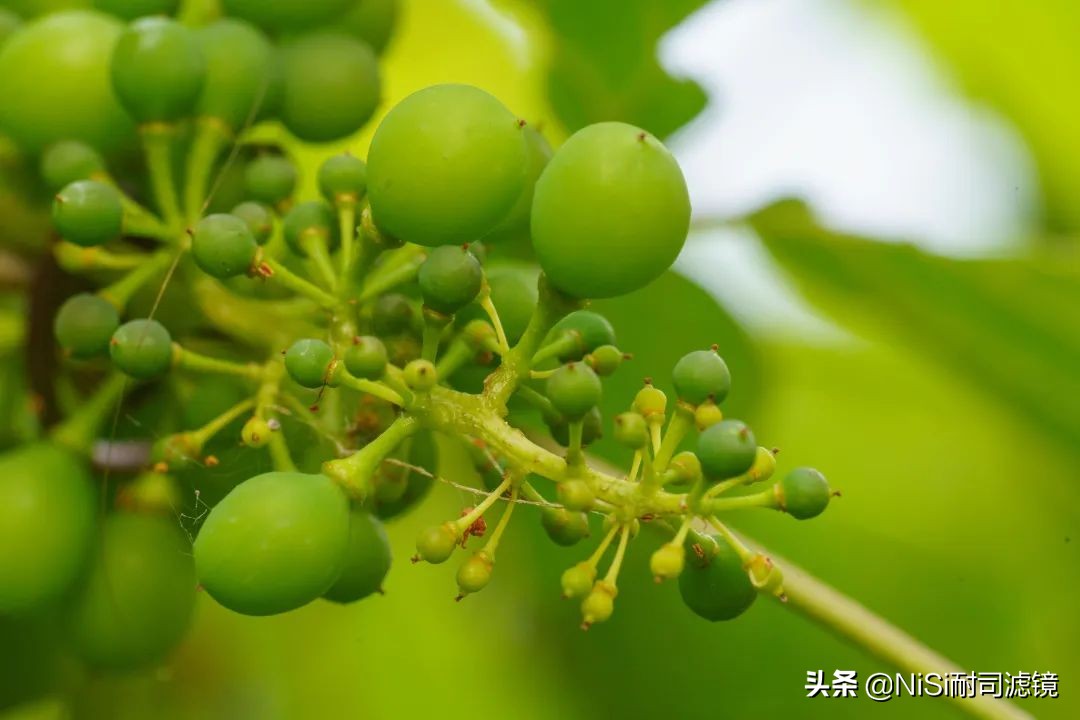 nisi近摄镜放大倍率,nisi偏振镜评测