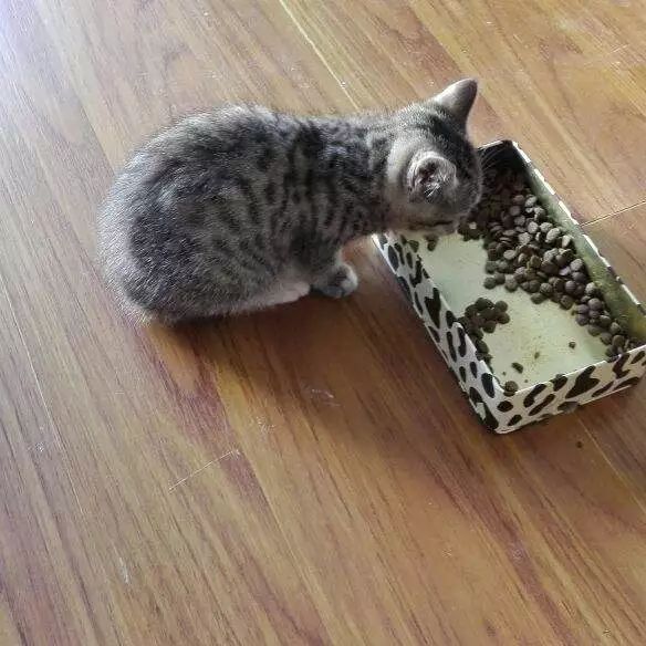 爱掉猫毛怎么办,如何彻底解决猫咪掉毛