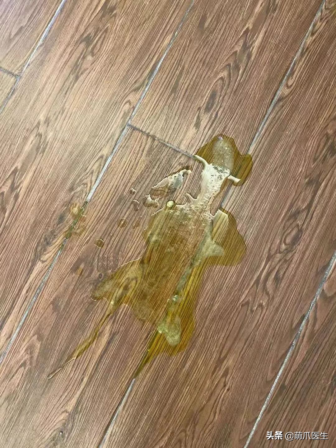 go猫粮吃了拉黄水,go猫粮吃了会黑下巴吗