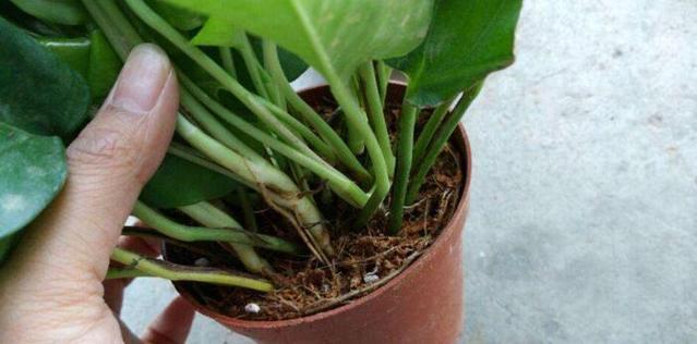 用水瓶培育绿萝,怎样用塑料瓶养吊起来的绿萝