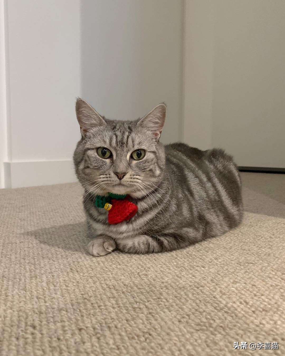 铲屎官你了解这些猫咪的冷知识吗,猫咪的舌头上为什么有刺有危害吗