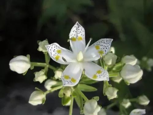 “十男八秃”的日本男人疯抢这瓶小黑钻!让头发不再掉了