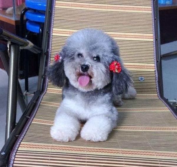 泰迪的八种颜色,泰迪犬的这8大颜色你最喜欢哪种