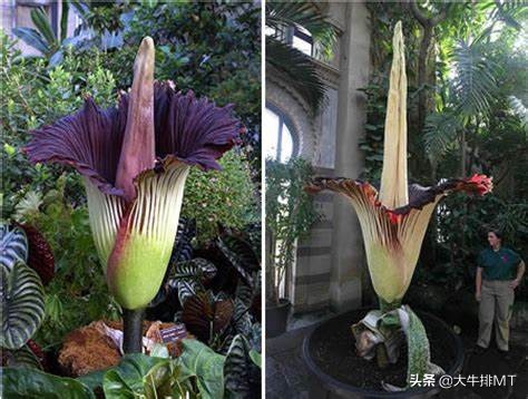 你认为花是什么样的,你认为花有它的价值吗