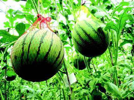 装水果蔬菜的网兜,装水果有盖子的篮子