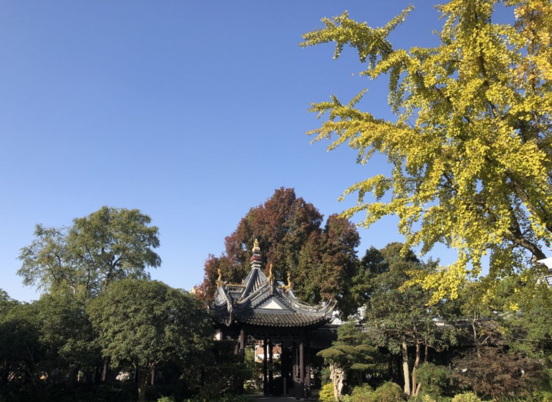 上海银杏叶打卡的地方,上海周边哪里有银杏叶