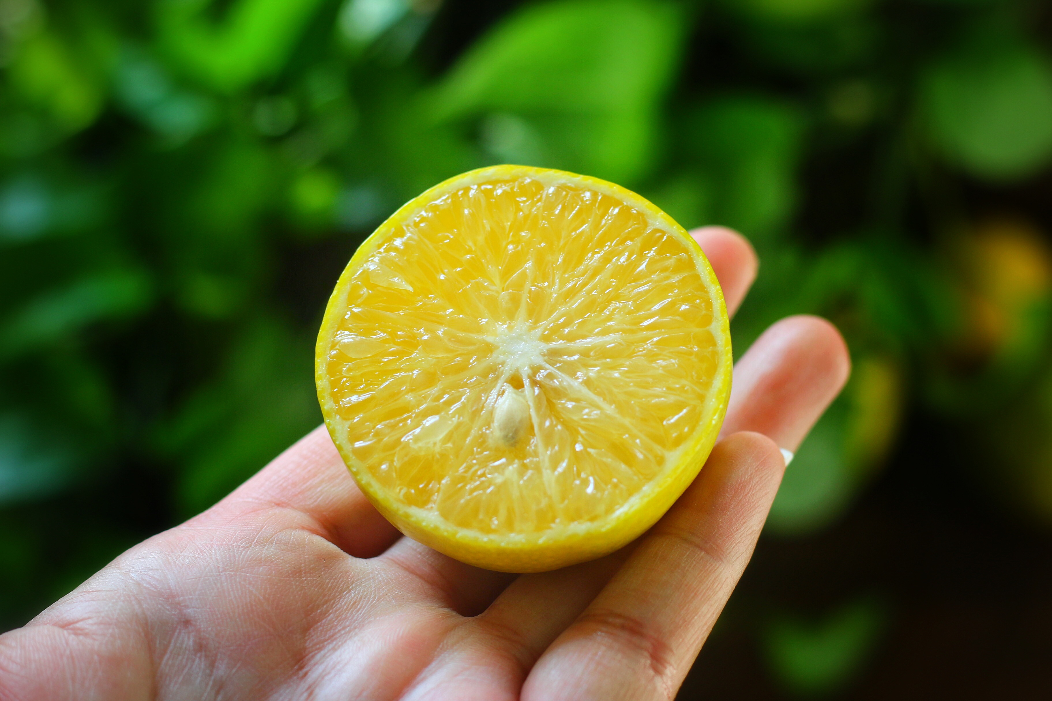 皇帝柑口感最好的时间,新鲜的皇帝柑是怎样的