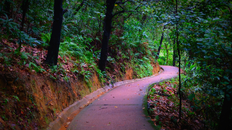 云浮南山森林公园锦鸡,云浮南山森林公园航拍