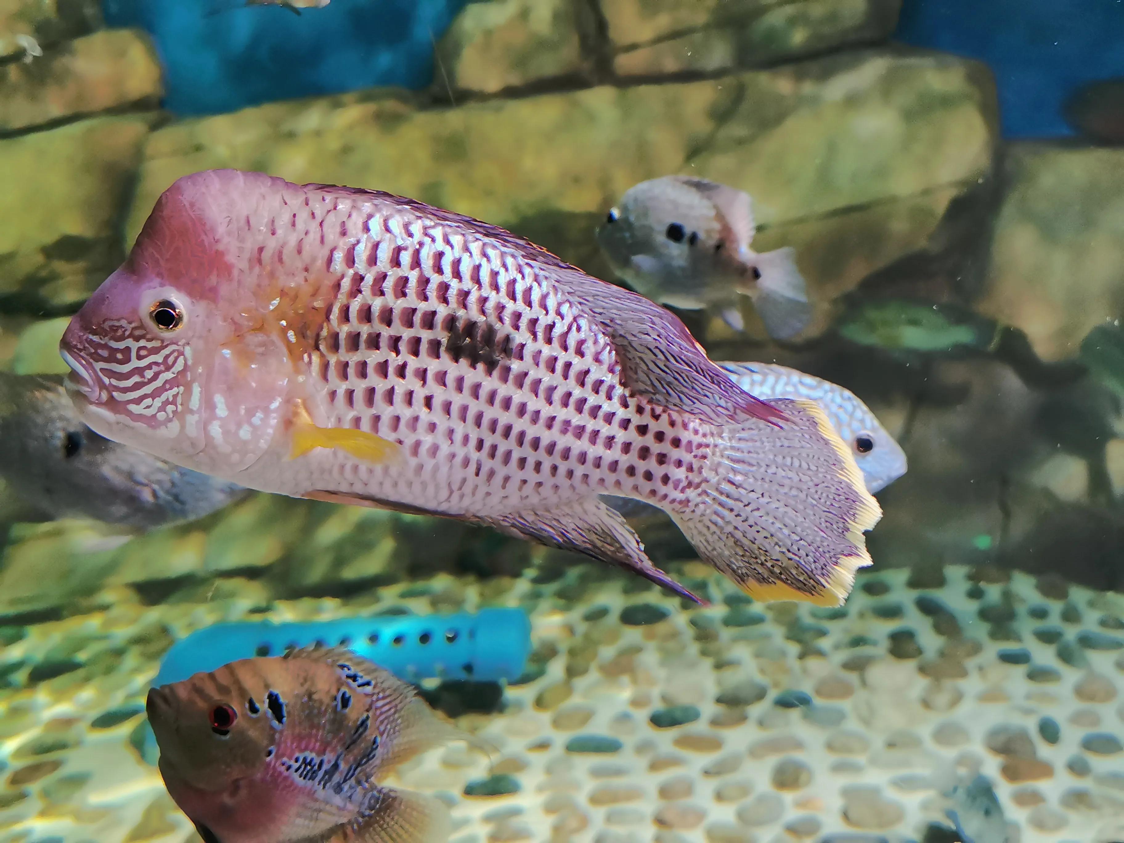 璧拌繘娴锋磱鍔ㄧ墿娴峰簳涓栫晫,鍙傝娴峰簳涓栫晫娴锋磱鍔ㄧ墿瑙嗛