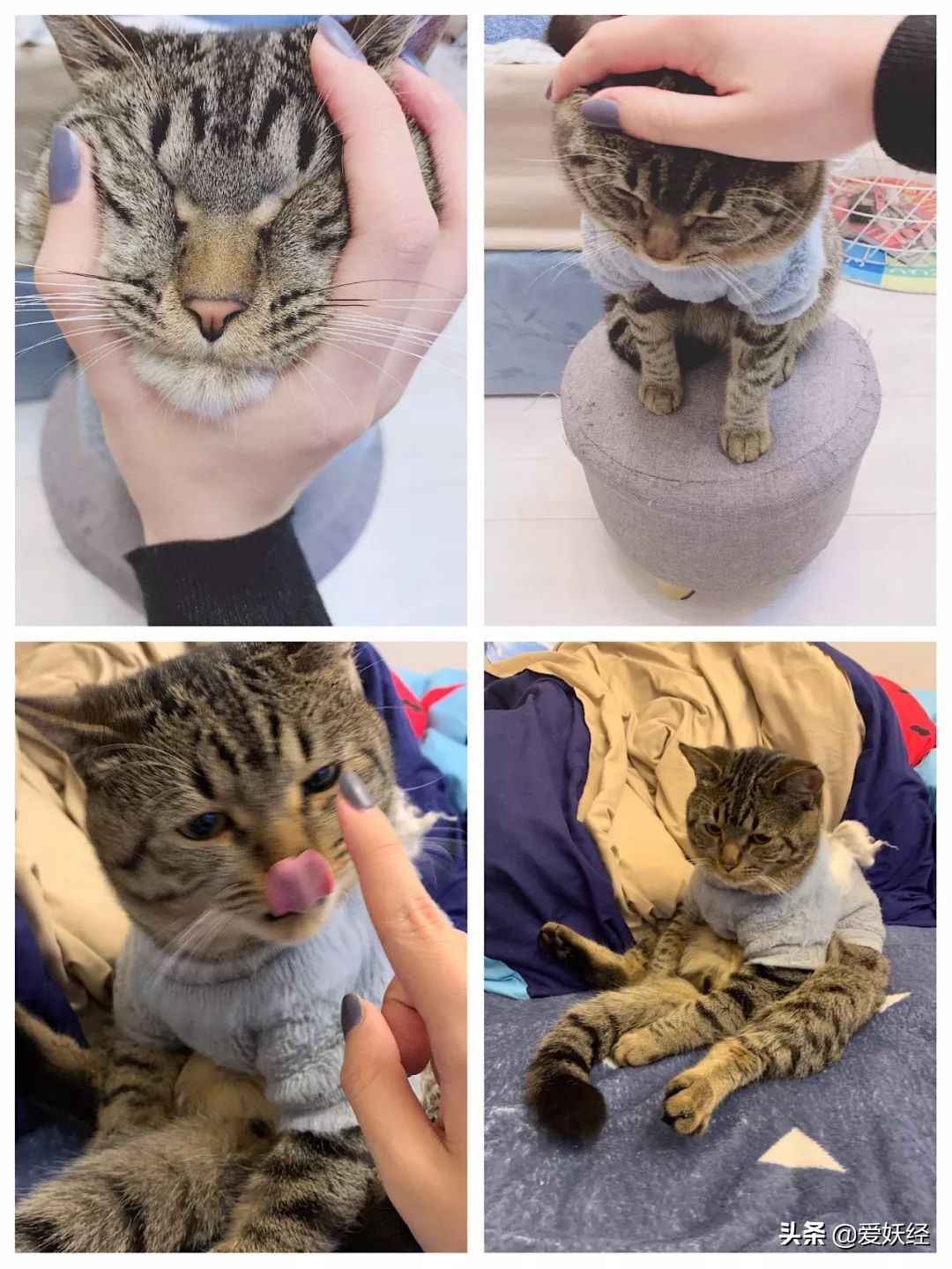 别说老狐狸不宠粉，你们要的猫用驱虫药测评！来喽