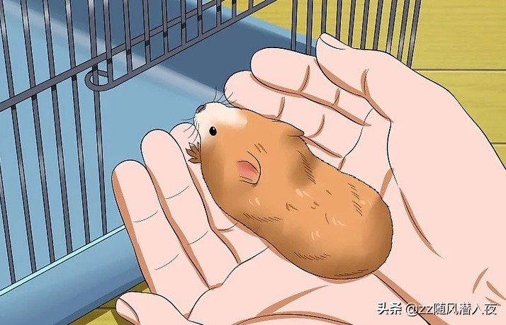 如何让仓鼠在短时间之内信任自己,如何让小仓鼠信任你