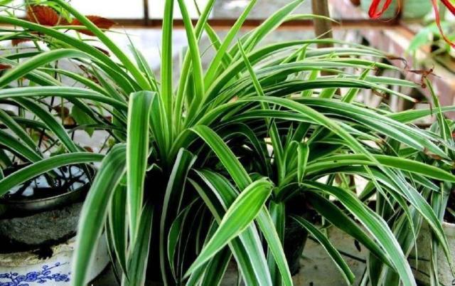 吊兰叶子黄了干枯了怎么修剪,养吊兰只需1招不黄叶