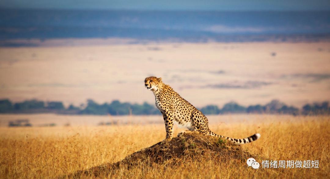 卡倍亿股票目标价合理吗,卡倍亿可转债转股价