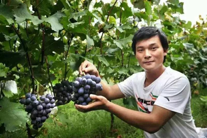 农业托管的十种模式,玉米土地托管经营模式