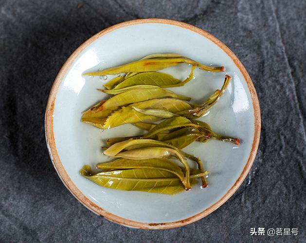 景迈山的普洱茶特征,如何识别景迈茶叶片