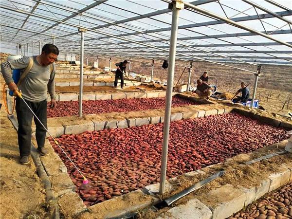 红薯怎么种才壮苗,红薯如何培育壮苗