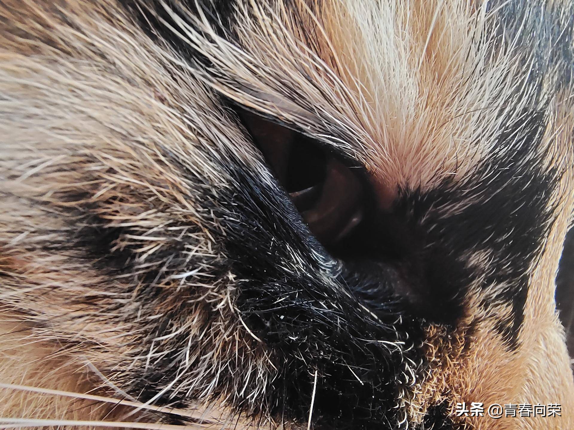 vivonex3s详细评测,性能升级之作vivonex3s上手体验