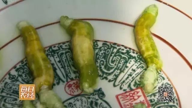 富川这种虫子卖出天价，炒到400元/斤，你敢吃吗？