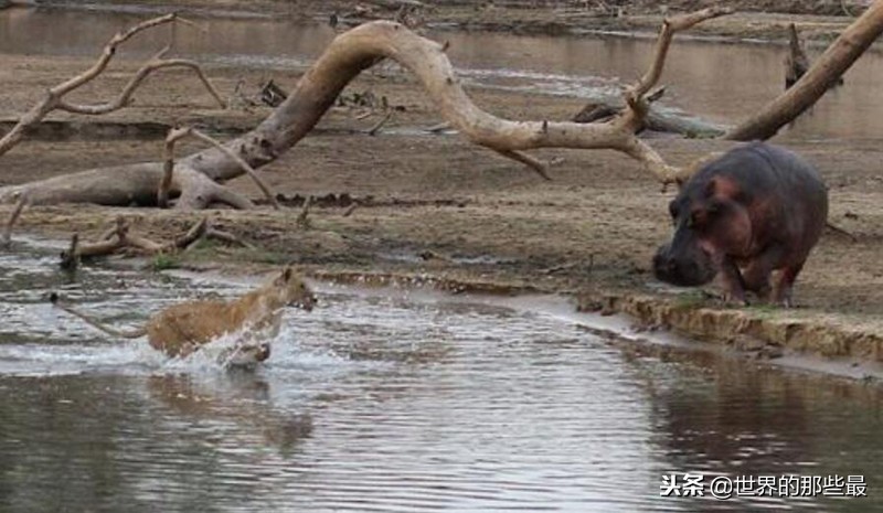 非洲河马的攻击力有多强？三头狮子都不是它的对手？