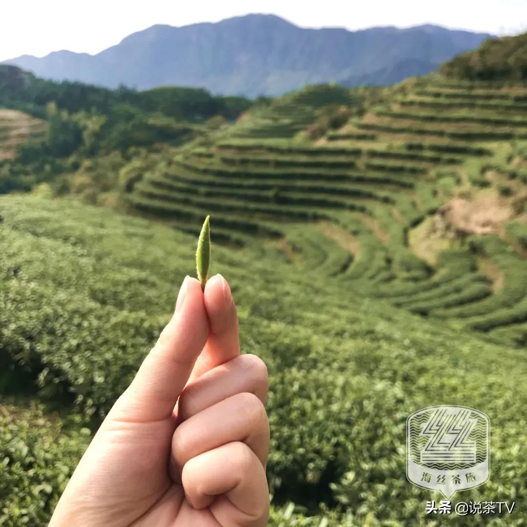福鼎白茶还有“十不采”规定?让我们去河山有机茶园一探究竟