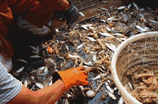 烟台海鲜小杂鱼批发,烟台海鲜自提