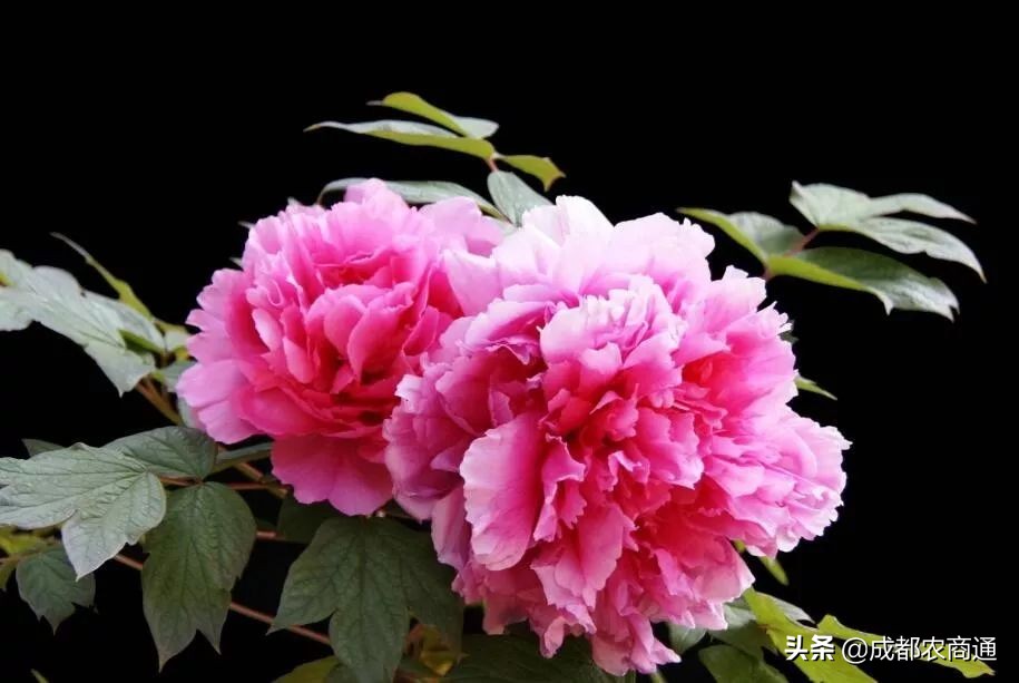 中国国花牡丹梅花之争,牡丹作为中国国花的特点