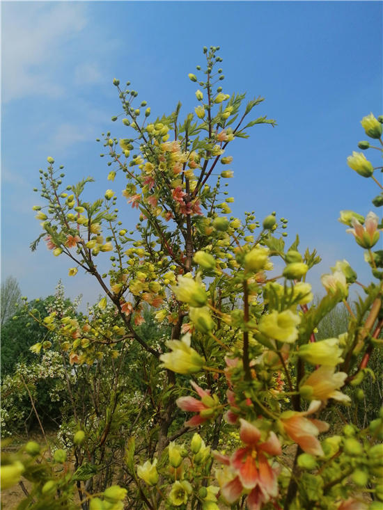 邱县第五届文冠果花节,邱县文冠花节掠影