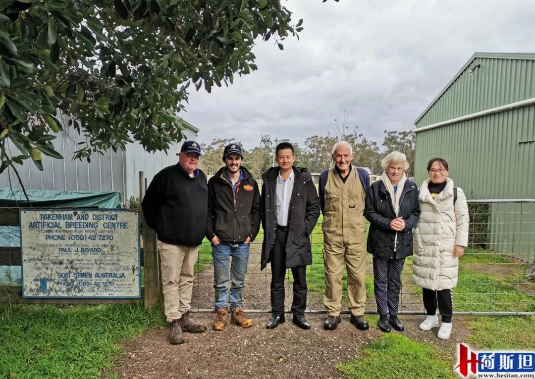 澳洲“飞来”930多只种羊空降银川
