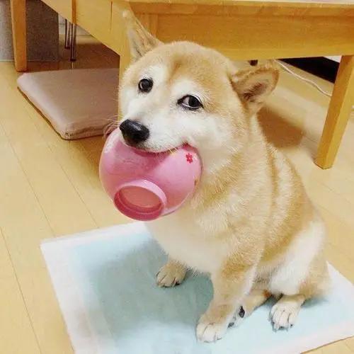 狗子吃东西还是很瘦怎么办,狗吃饭狼吞虎咽怎么纠正