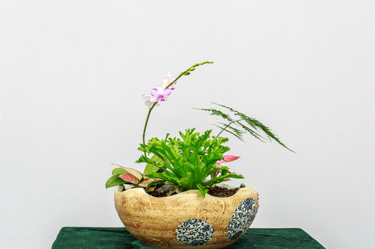 家里的文竹突然猛长是什么预兆,文竹总是长枯枝怎么办