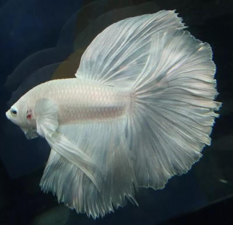 斗鱼饲养方法和注意事项,斗鱼缸